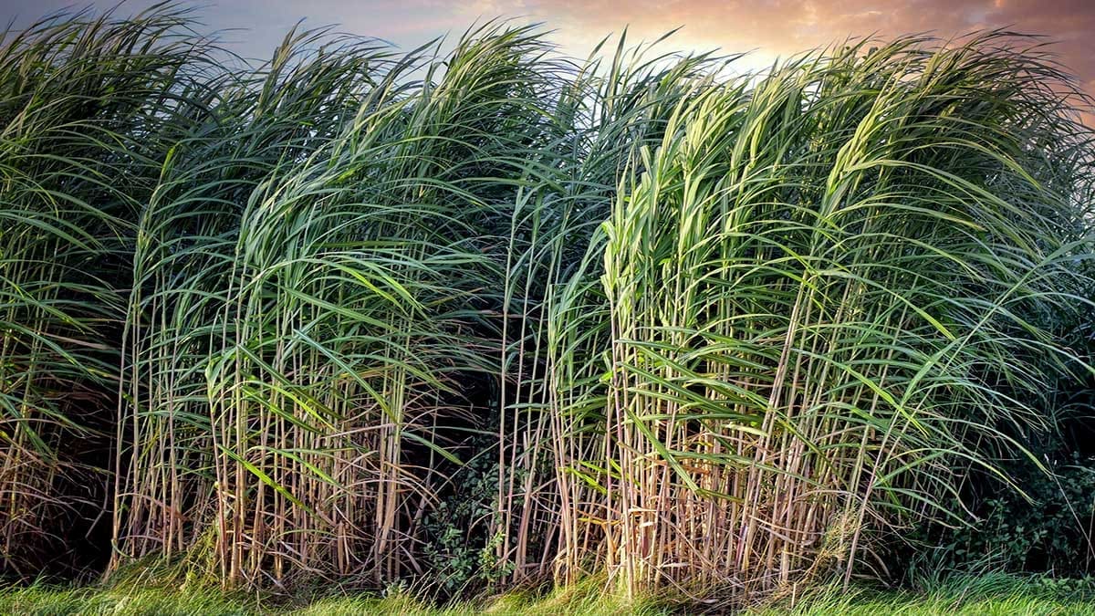 sugarcane field